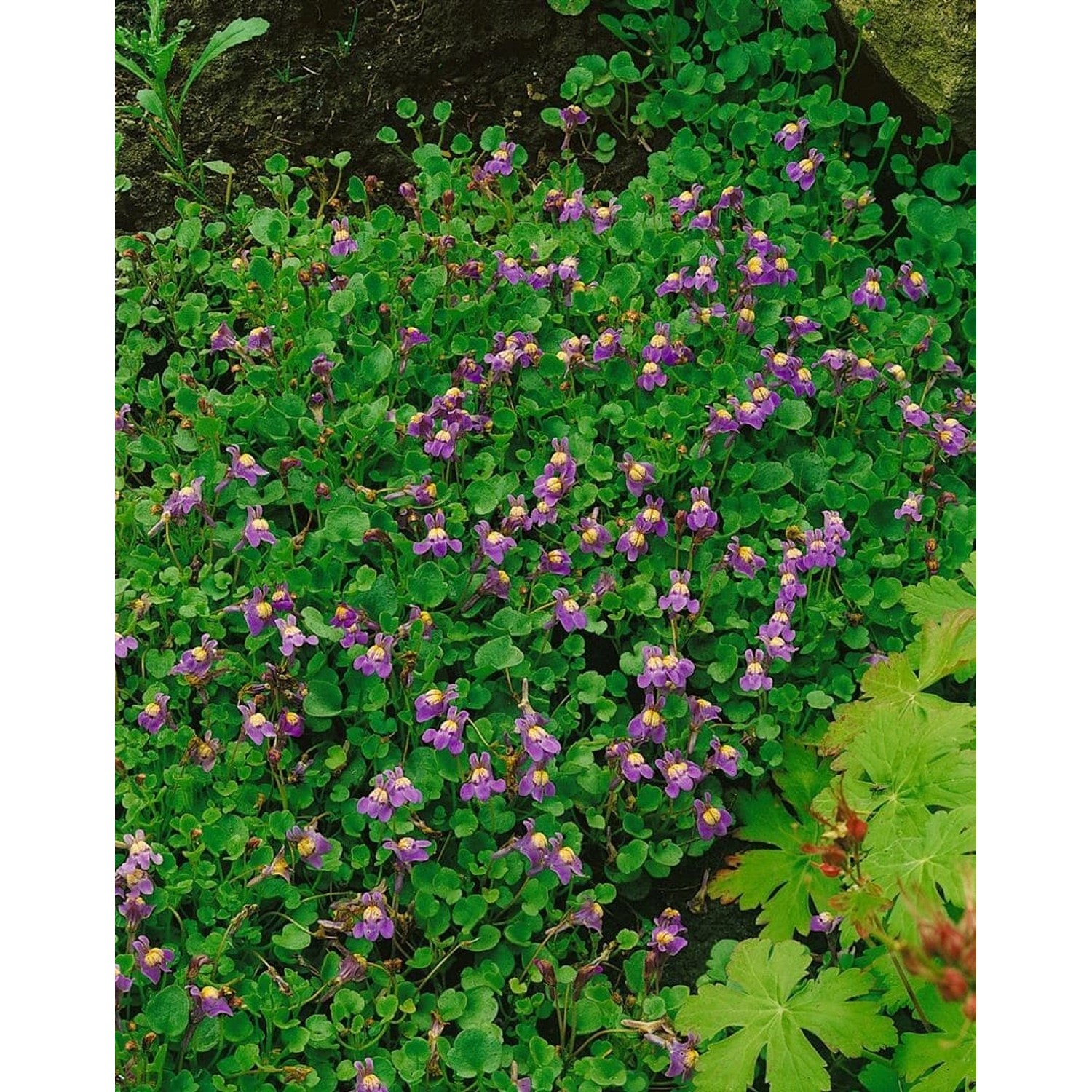 Cymbalaria Hepaticifolia Leberblümchen Ca. 9x9 cm Topf günstig online kaufen