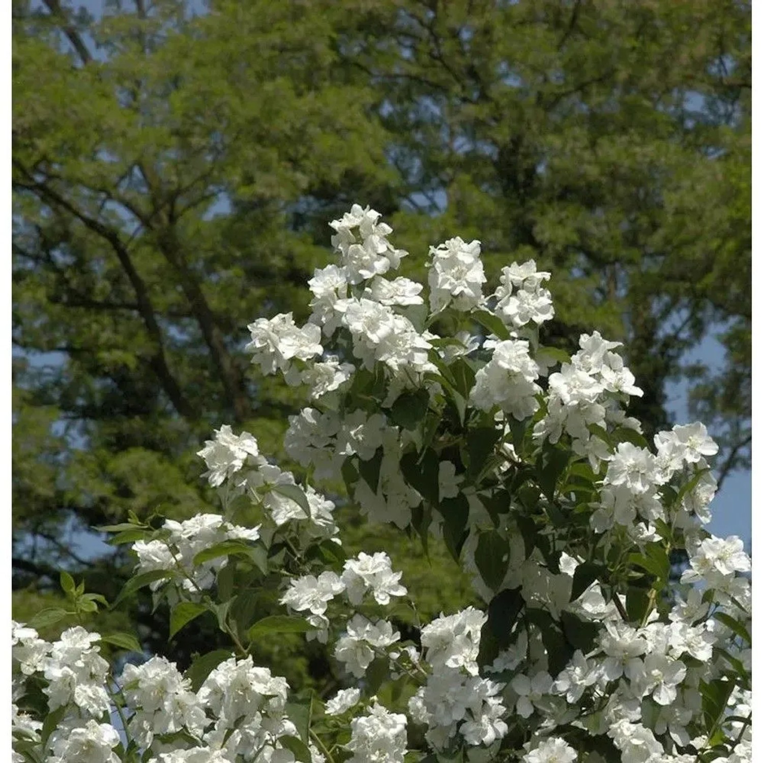 Gefüllter Gartenjasmin 100-125cm - Philadelphus