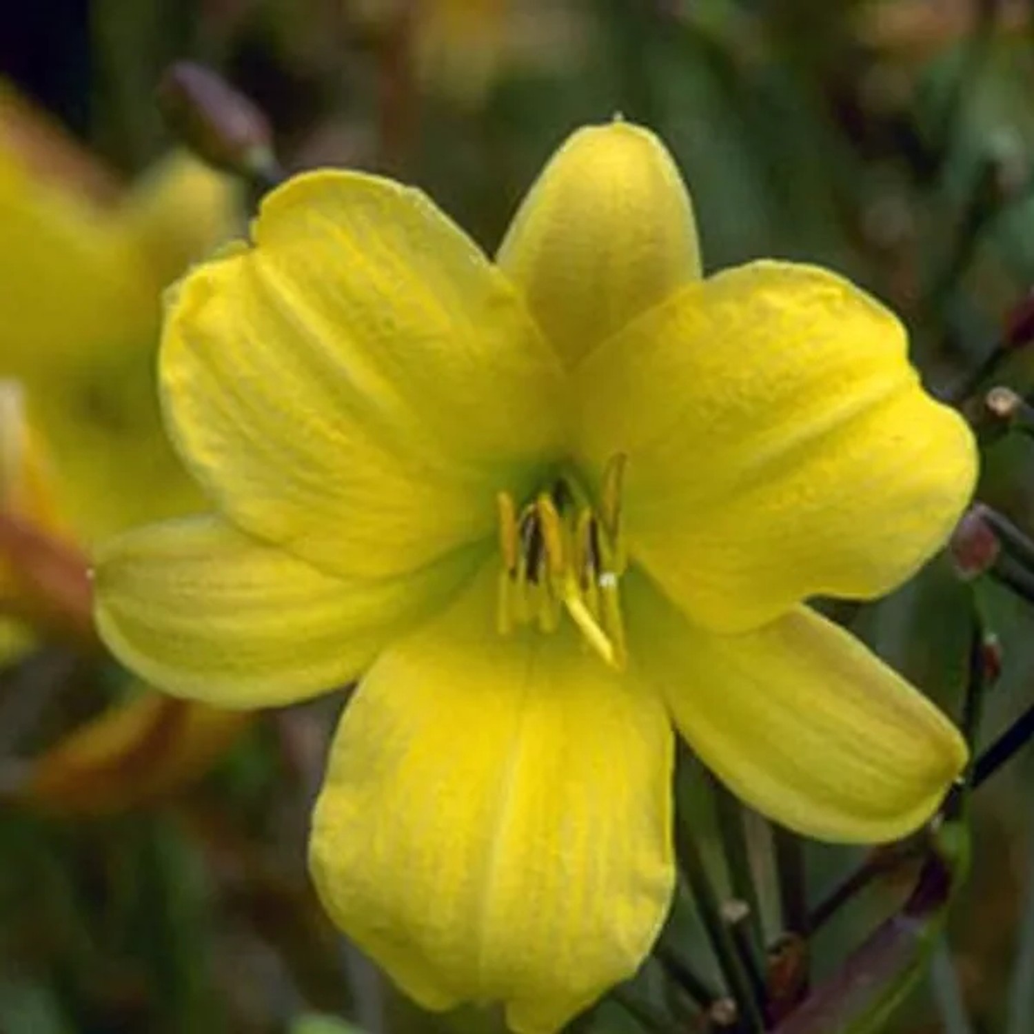 6 x Taglilie 'Corky' Hemerocallis Topf 9cm Beetrandpflanze