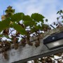 Lutec LED-Solarleuchte Arrow mit Bewegungsmelder an weißer Pergola mit Weinreben.