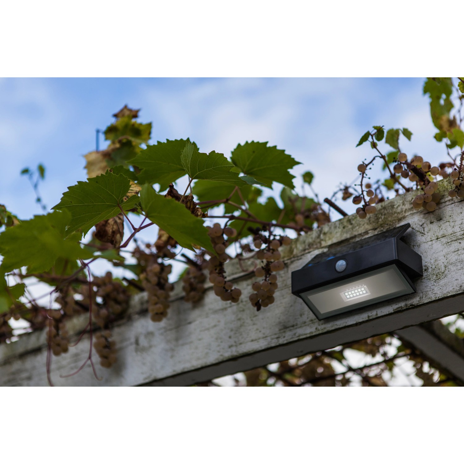 Lutec LED-Solarleuchte Arrow mit Bewegungsmelder an weißer Pergola mit Weinreben.