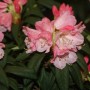 Nahaufnahme: Rosa INKARHO Rhododendron Maifeuer Blüte, Alpenrose im Garten.