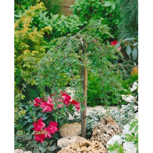 Zwergmispel 'Little Gem' als Bodendecker mit 60 cm Stammhöhe im Garten.