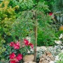 Zwergmispel 'Little Gem' als Bodendecker mit 60 cm Stammhöhe im Garten.
