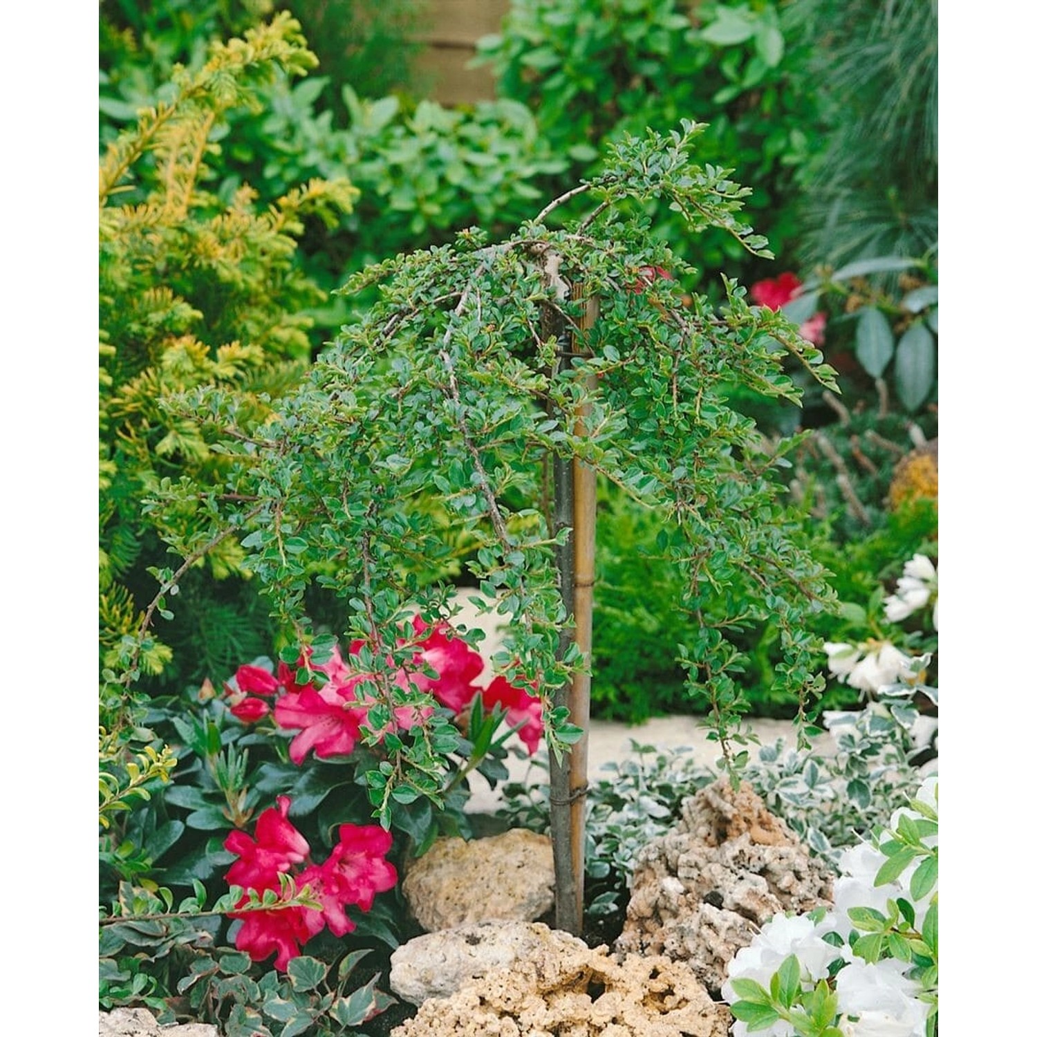 Cotoneaster Adpressus Little Gem Zwergmispel 60 cm Stammhöhe günstig online kaufen