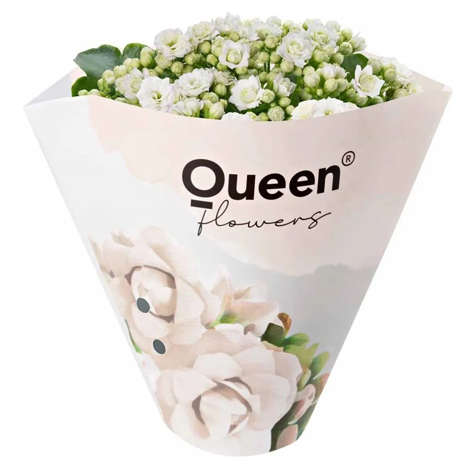 GROW by OBI Kalanchoe Geflltbltig Wei Hhe 20-25 cm Topf  10,5 cm  kaufen bei OBI