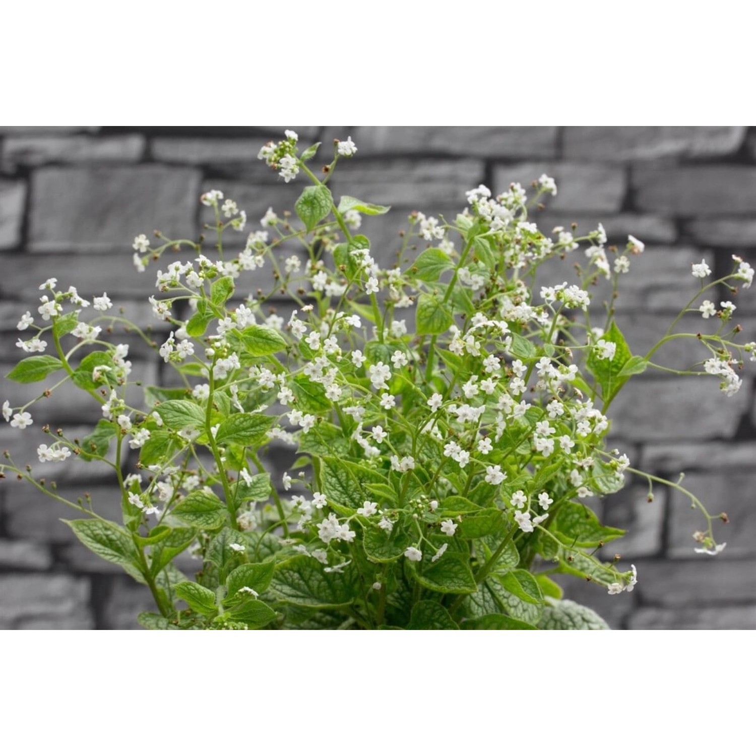 Brunnera Macrophylla Mr Morse Kaukasusvergissmeinnicht Ca. 11x11 cm Topf günstig online kaufen