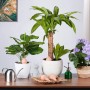 Relaxdays Bewässerungskegel 4er Set Keramik Terrakotta 100 ml 12 cm x 6 cm_5