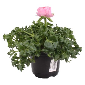 Rosa Hahnenfuss (Ranunculus) im Topf, ca. 11 cm Ø. Frühlingsblüher für Beet und Kübel.