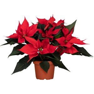 Roter Weihnachtsstern im Topf, GROW by OBI, ca. 13 cm Topf-Durchmesser.