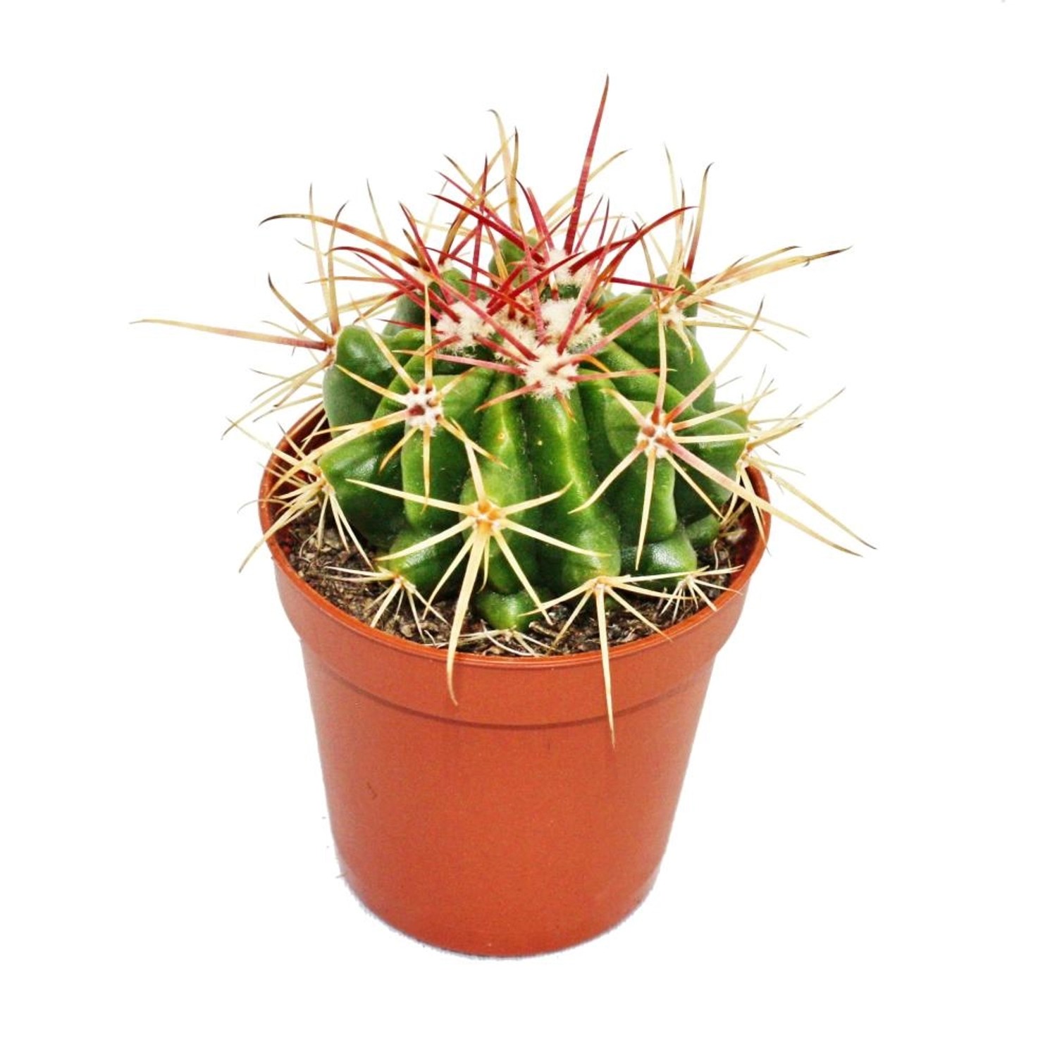 Exotenherz Ferocactus Stainesii Kleine Pflanze im 5,5cm Topf günstig online kaufen