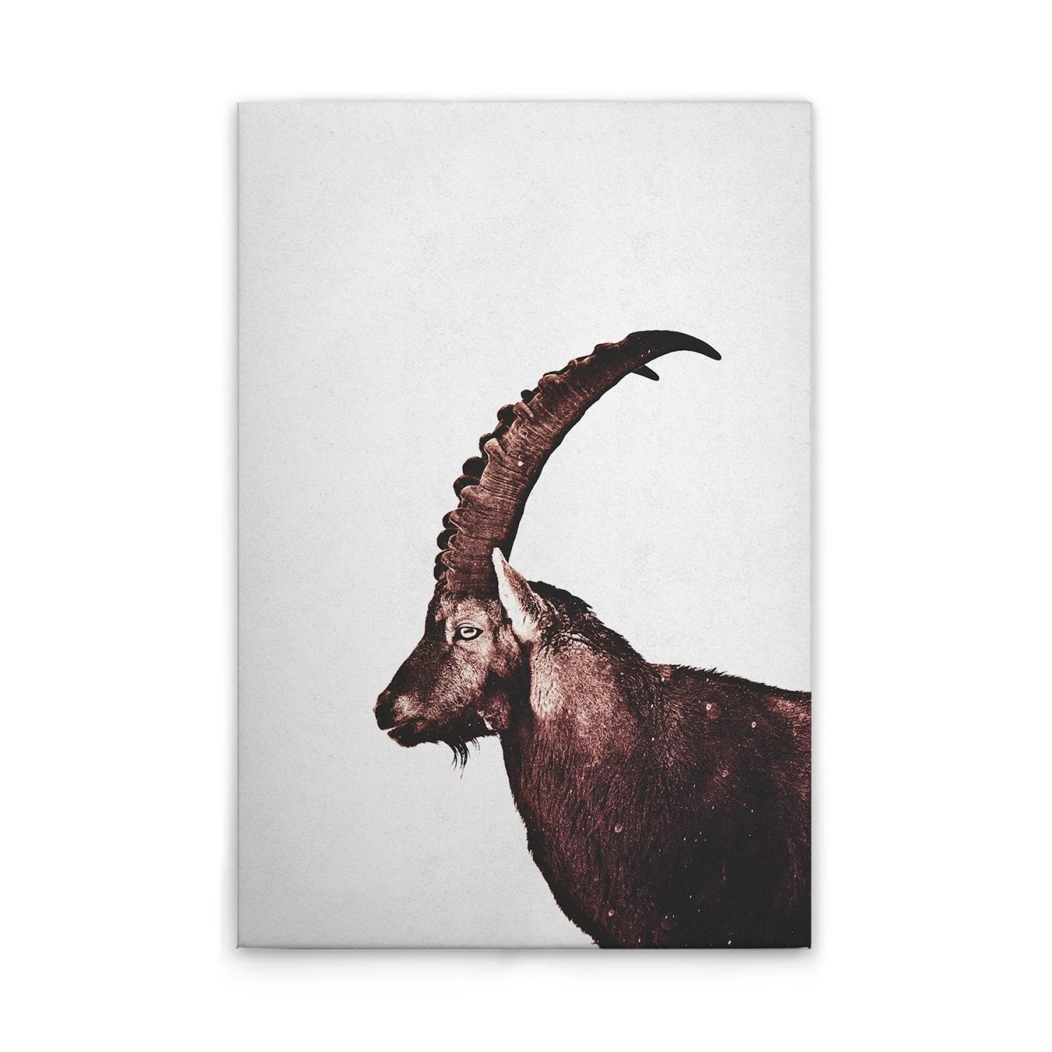 Tadessi Leinwandbild - M1-No.51116 - Tiere Steinbock - 30 x 45 cm - Querformat