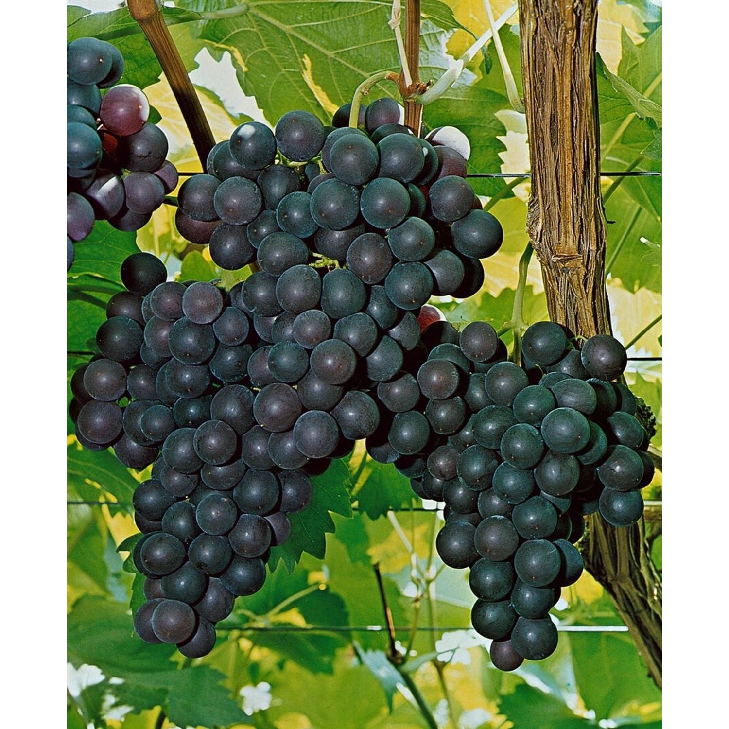 Vitis Vinifera Kyoho Weinrebe Große Trauben 80–100 cm günstig online kaufen