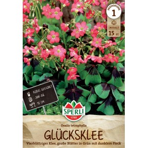 Sperli Blumenzwiebeln Glücksklee Oxalis deppei