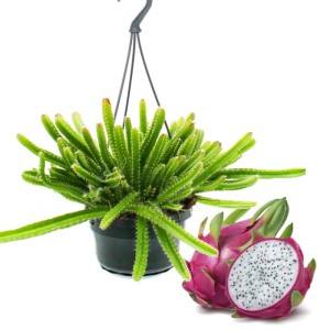 Hängende Drachenfrucht (Hylocereus undatus) im Topf mit Frucht, Schlangenkaktus als Zimmerpflanze.
