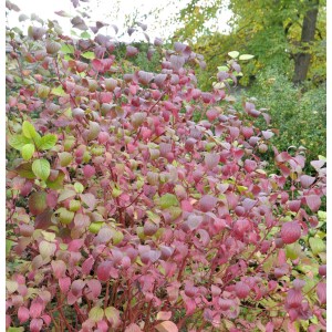Roter Hartriegel 'Winter Beauty' mit rot-grünem Laub im Garten.