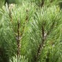 Detailaufnahme der goldgelben Nadeln einer Pinus Mugo Carstens Wintergold Kiefer, ca. 50 cm Stammhöhe.