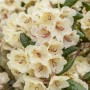 Gelber Rhododendron Yakushimanum Flava mit üppigen Blüten und grünen Blättern.