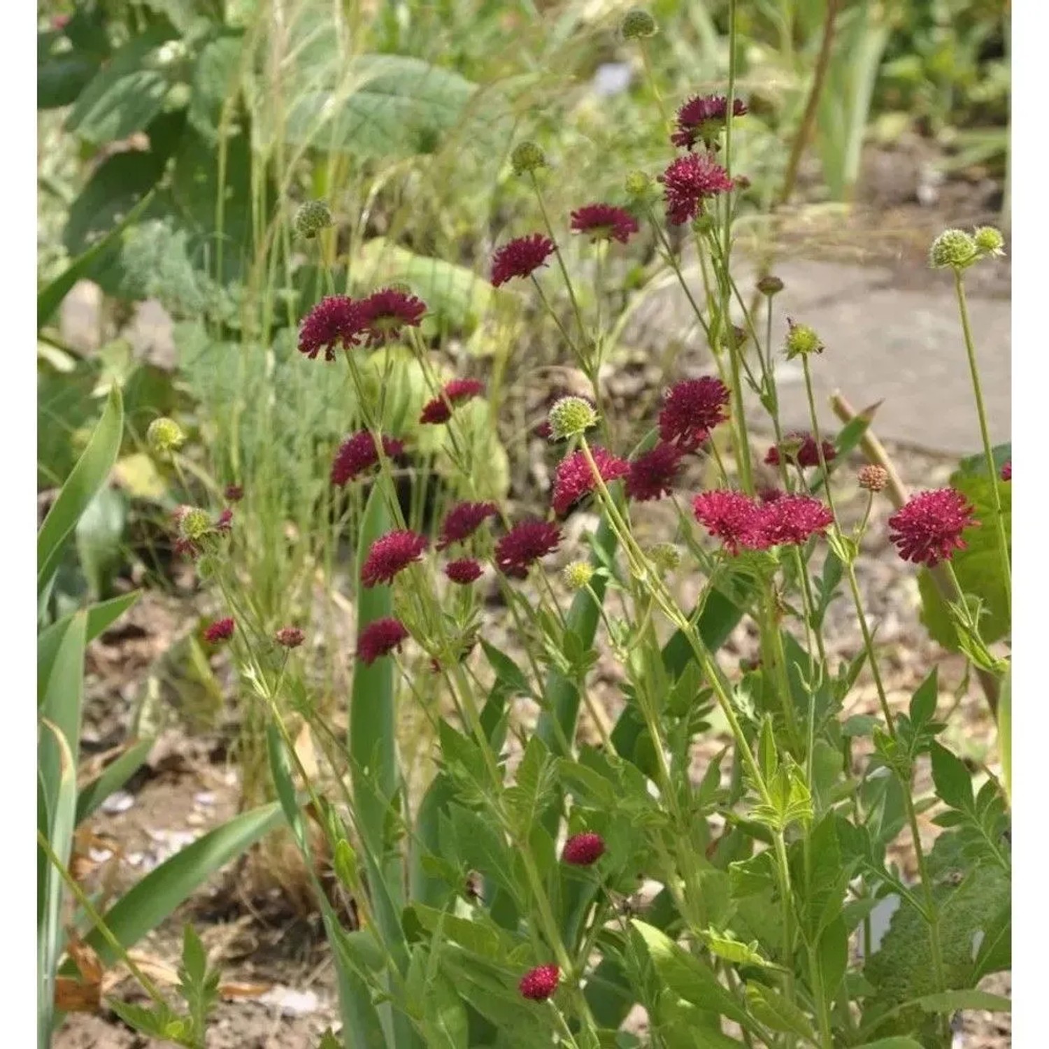 Witwenblume Mars Midget - Knautia macedonica