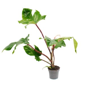 Exotenherz Philodendron Squamiferum im 12cm Topf mit roten, behaarten Stielen und grünen Blättern.