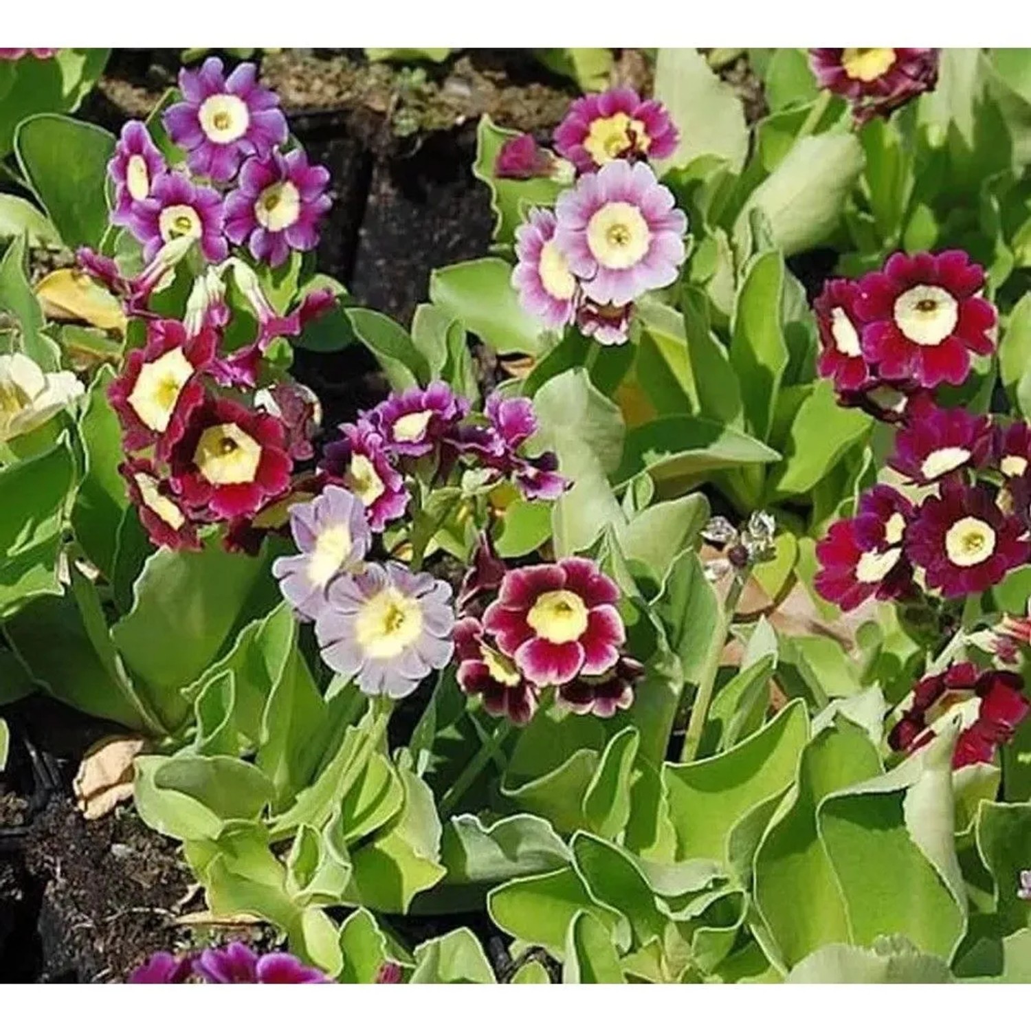Gartenaurikel Farbmischung - Primula pubescens
