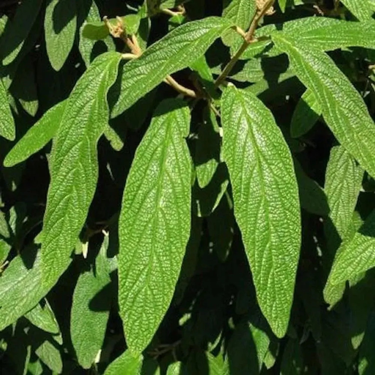 Immergrüner Zungen Schneeball Willowwood 40-60cm - Viburnum rhytidophyllum