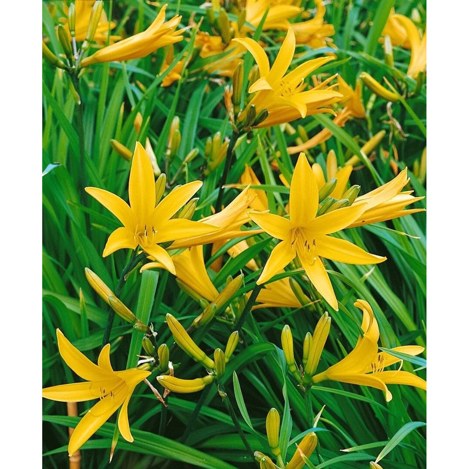 Hemerocallis Citrina Baroni Zitronen Taglilie Ca. 11x11 cm Topf günstig online kaufen