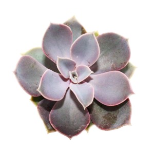 Echeveria 'Perle von Nürnberg' Sukkulente im 5,5cm Topf, lila-graue Blätter.