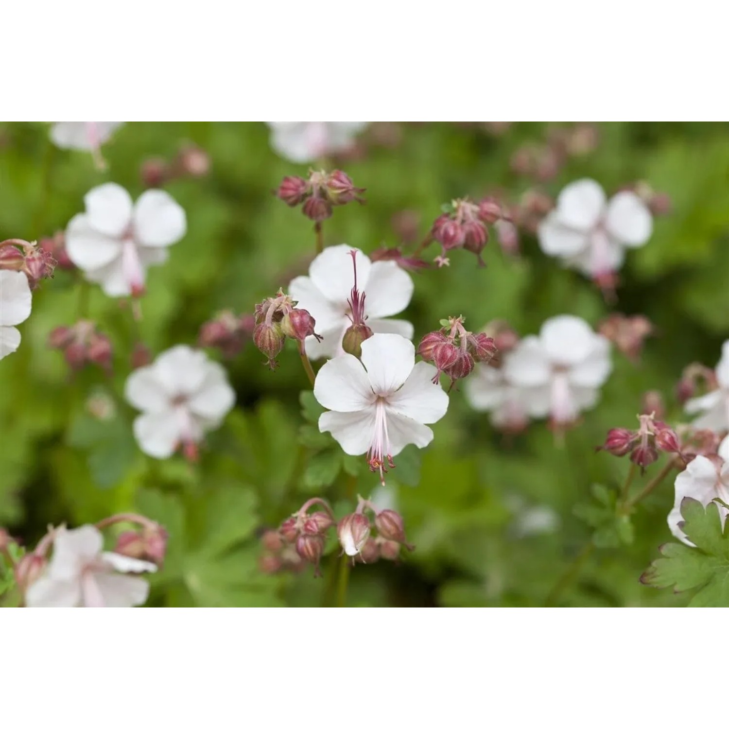 Nahaufnahme des blühenden Cambridge Storchschnabels 'Biokovo' mit weißen Blüten.