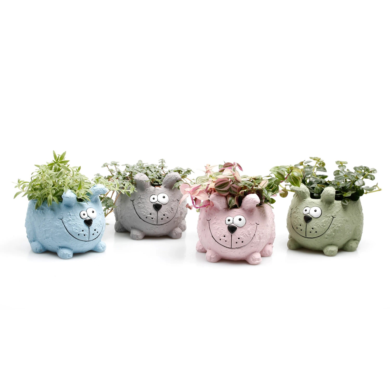 Pilea kaufen bei OBI