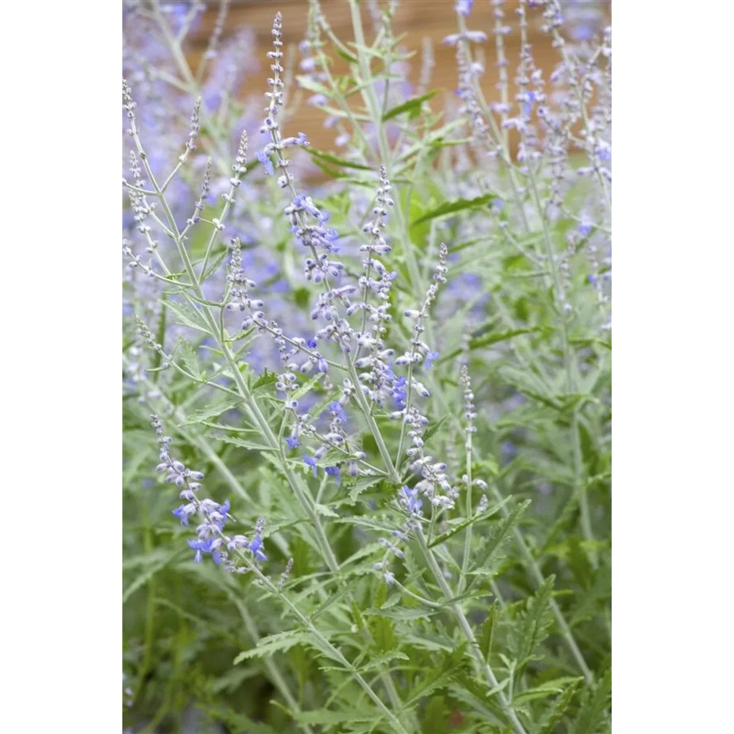 Perovskia Atriplicifolia Blauraute Lacey Blue R 40-60 cm