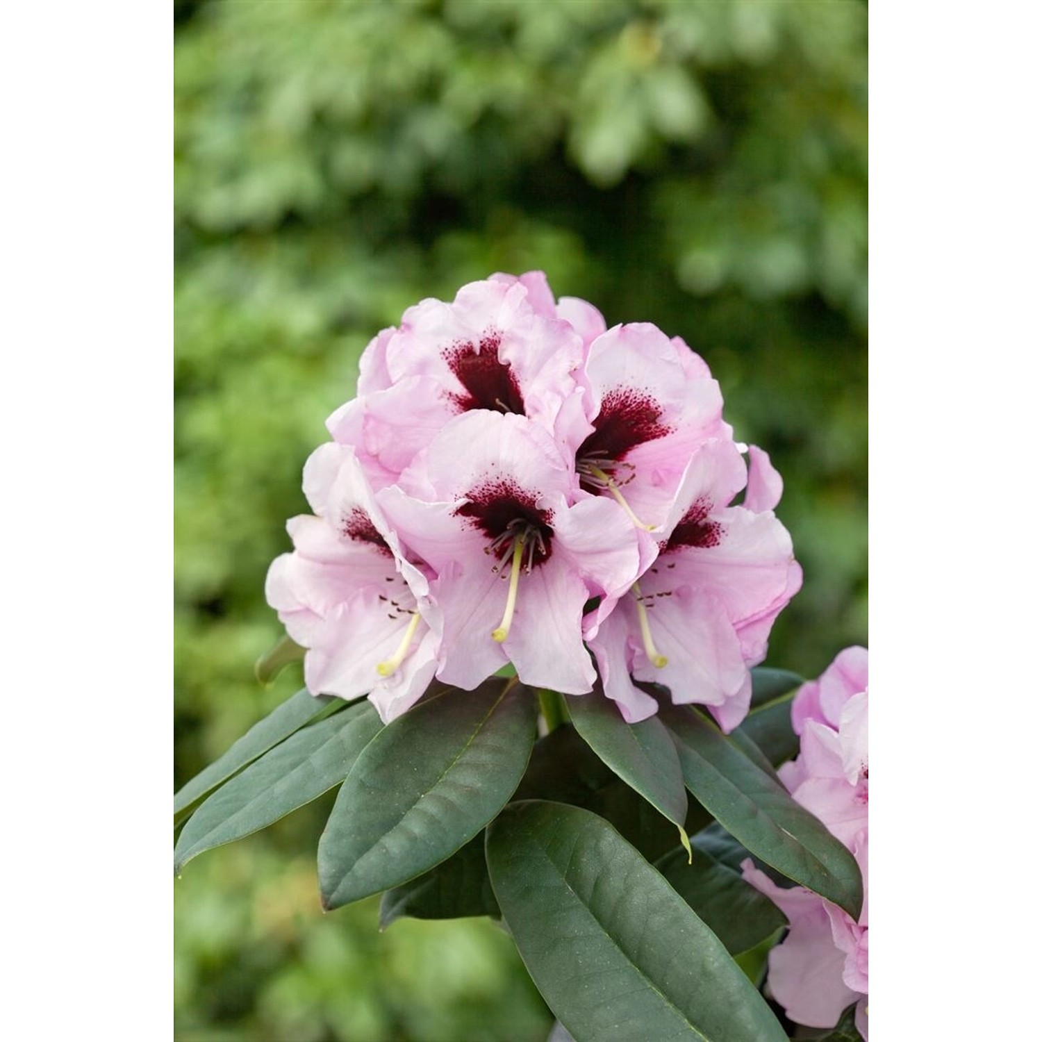 Rhododendron Praevernum Immergrün Rosa Blüten 50–60 cm günstig online kaufen