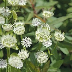 Nahaufnahme der weißen Blüten der Sterndolde (Astrantia major) im Garten.
