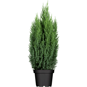 Chinesischer Wacholder 'Stricta' im Topf, immergrüner Strauch mit säulenförmigem Wuchs.