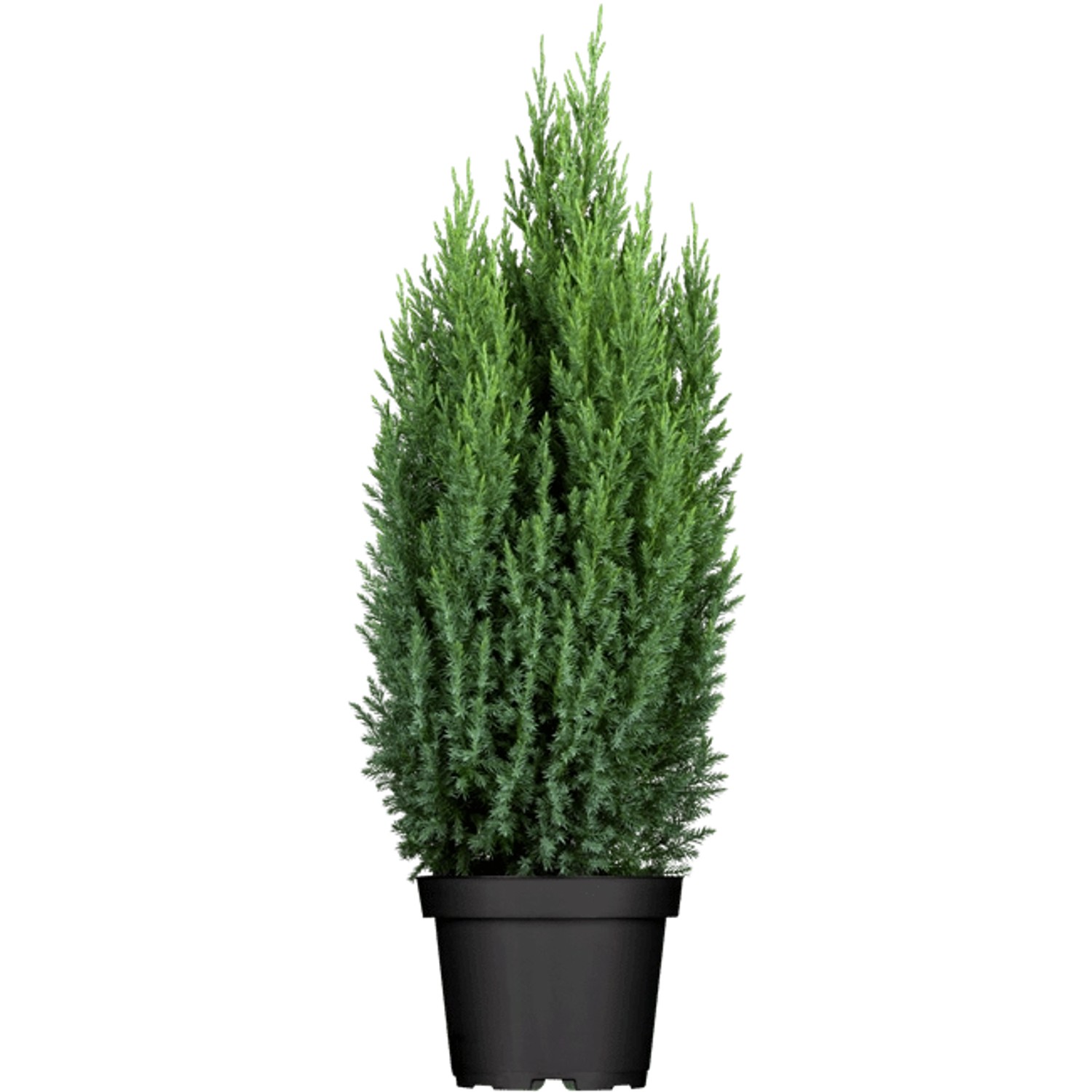 Juniperus Chinensis Stricta Chinesischer Wacholder 40–50 cm günstig online kaufen