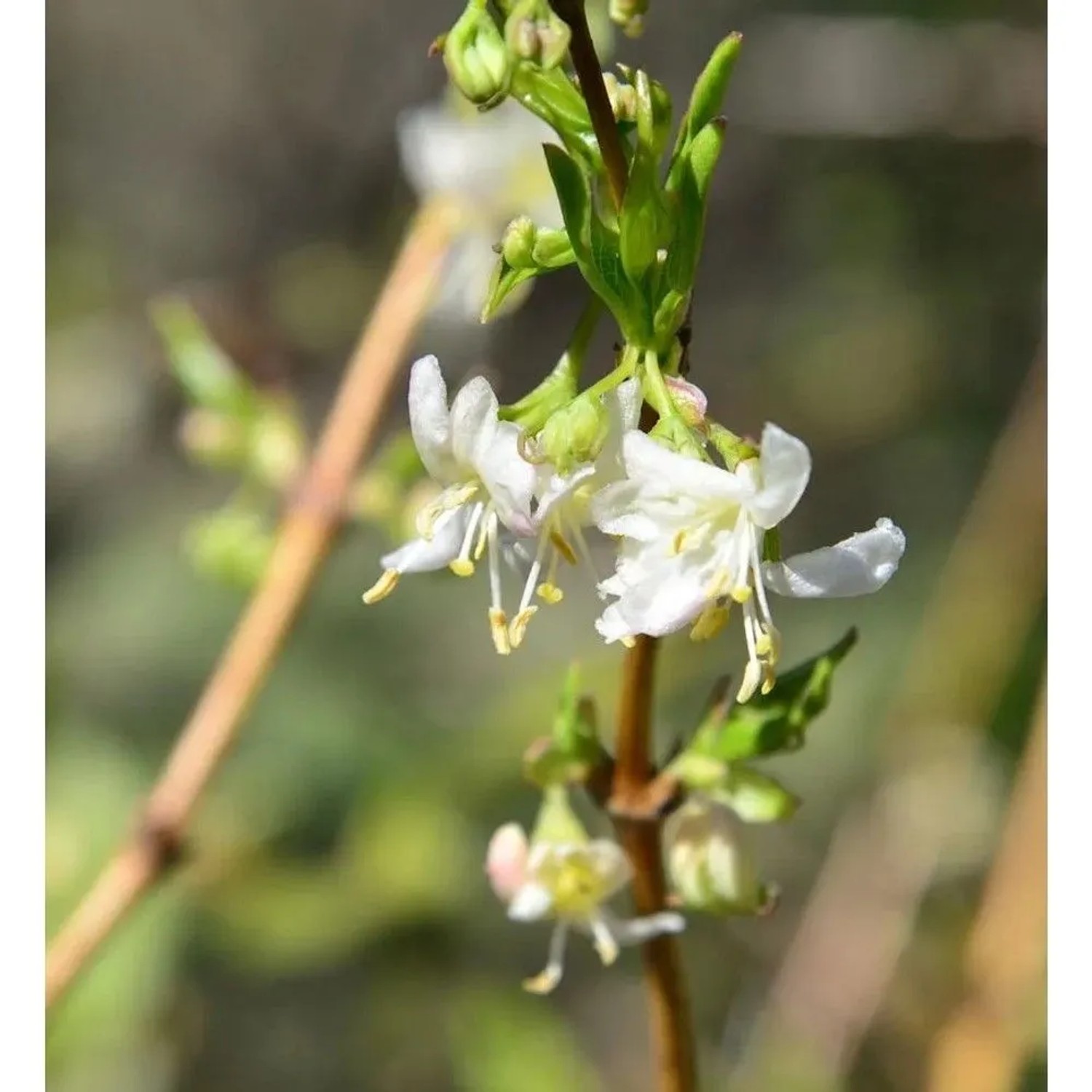 Wohlriechende Heckenkirsche Sweet Caroline 100-125cm - Lonicera fragrantissima