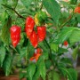 Rote, scharfe Bhut Jolokia Chili-Früchte an einer Pflanze mit grünen Blättern. Einige unreife grüne Chilis sind sichtbar.
