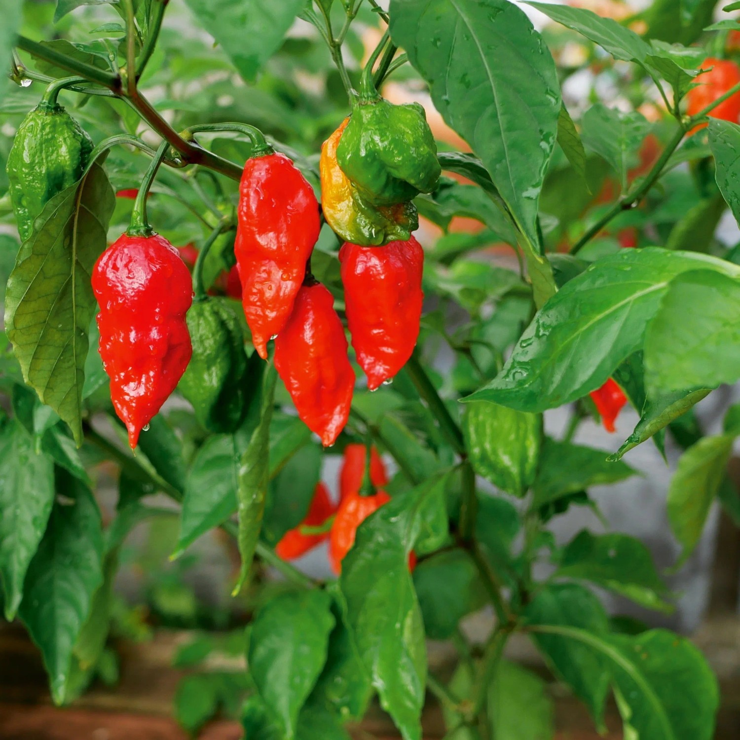 Rote, scharfe Bhut Jolokia Chili-Früchte an einer Pflanze mit grünen Blättern. Einige unreife grüne Chilis sind sichtbar.