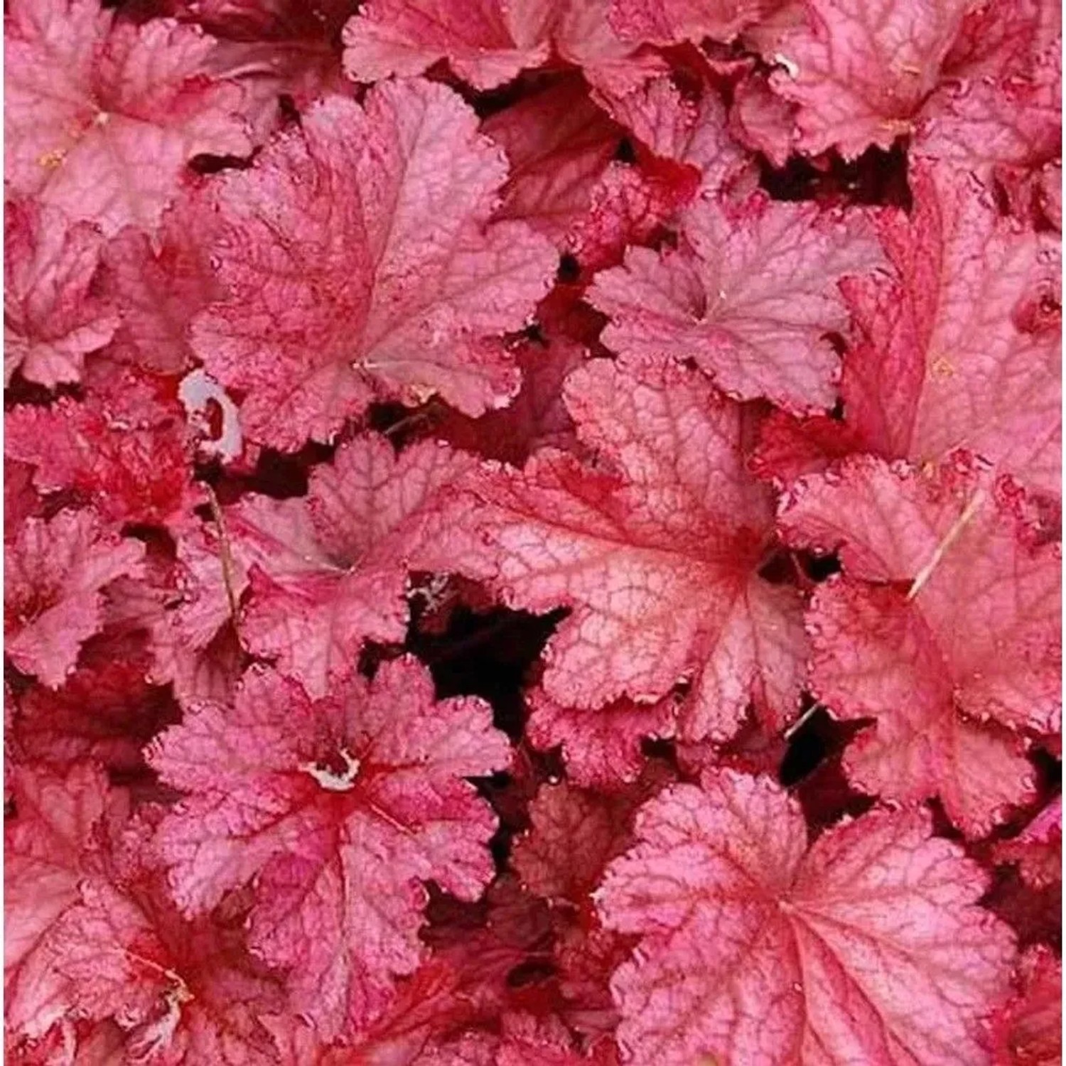 Purpurglöckchen Berry Smoothie  - großer Topf - Heuchera micrantha