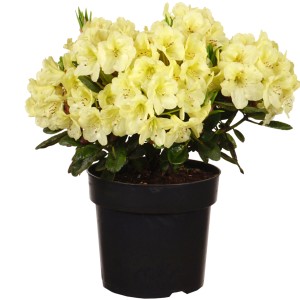Alpenrose Goldinetta im Topf: Rhododendron mit goldgelben Blüten.