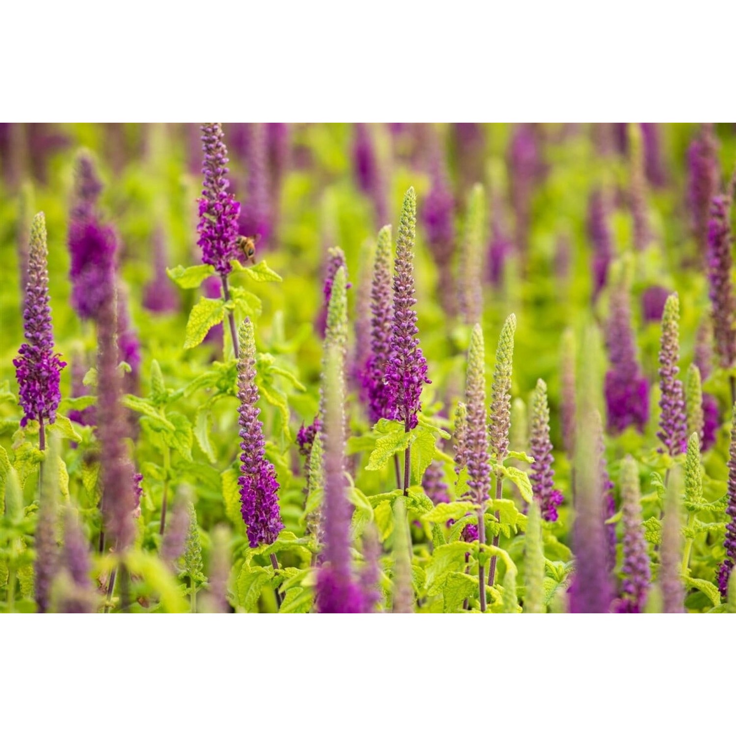Teucrium X Lucidrys Gamander 2 Liter Container günstig online kaufen