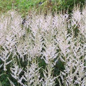 Weiße Prachtspiere 'Snow Sprite' (Astilbe simplicifolia) im Gartenbeet.