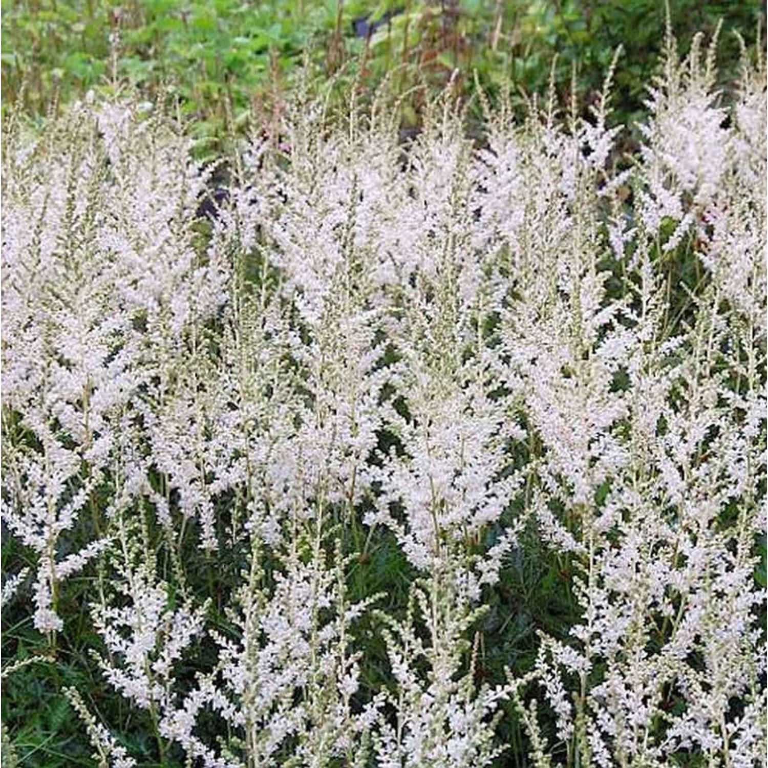 Prachtspiere Snow Sprite - Astilbe simplicifolia günstig online kaufen