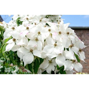 Nahaufnahme des Japanischen Blumen-Hartriegels 'Moonbeam' mit weißen Blüten.