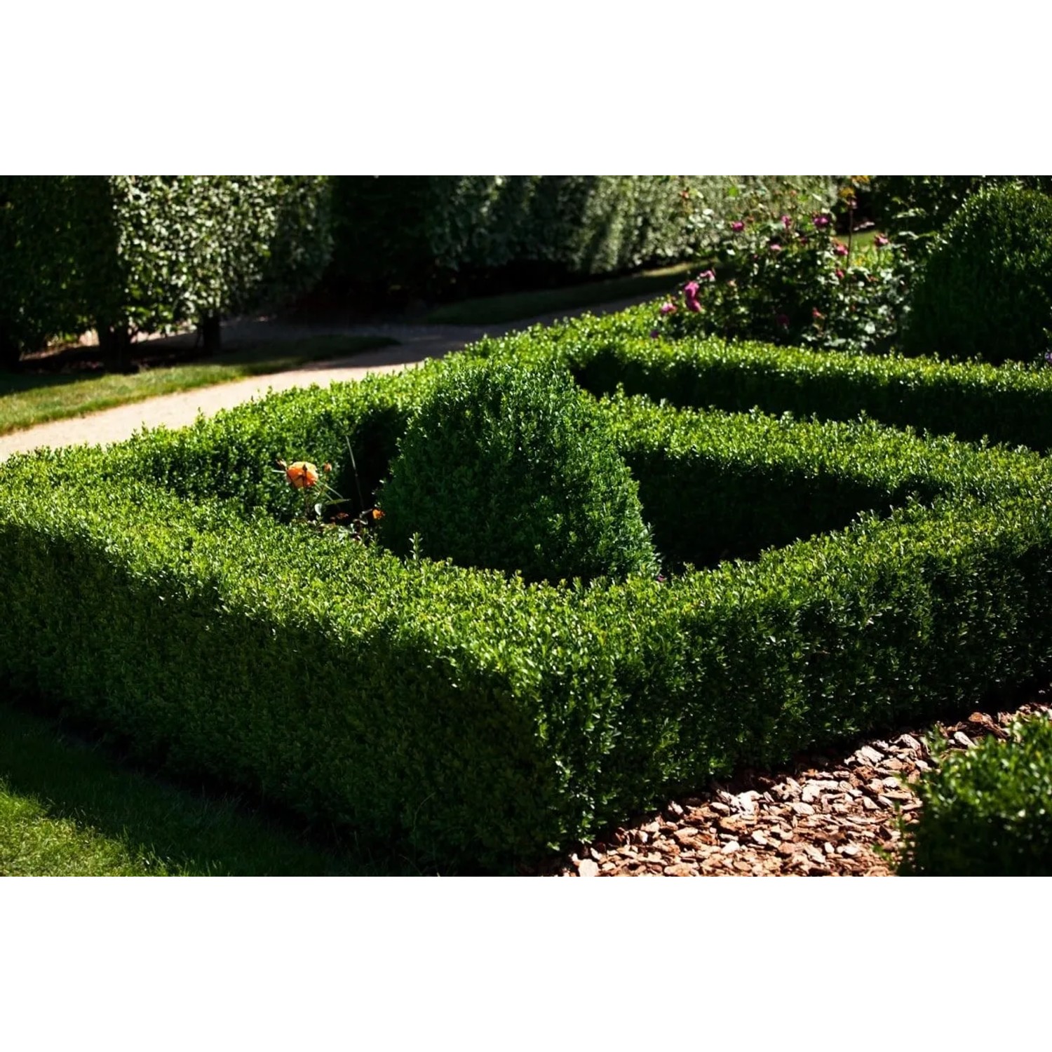 Formschnitt Buxus sempervirens 'Arborescens' (80 cm Stammhöhe) als grüne Heckenpflanze im Garten.