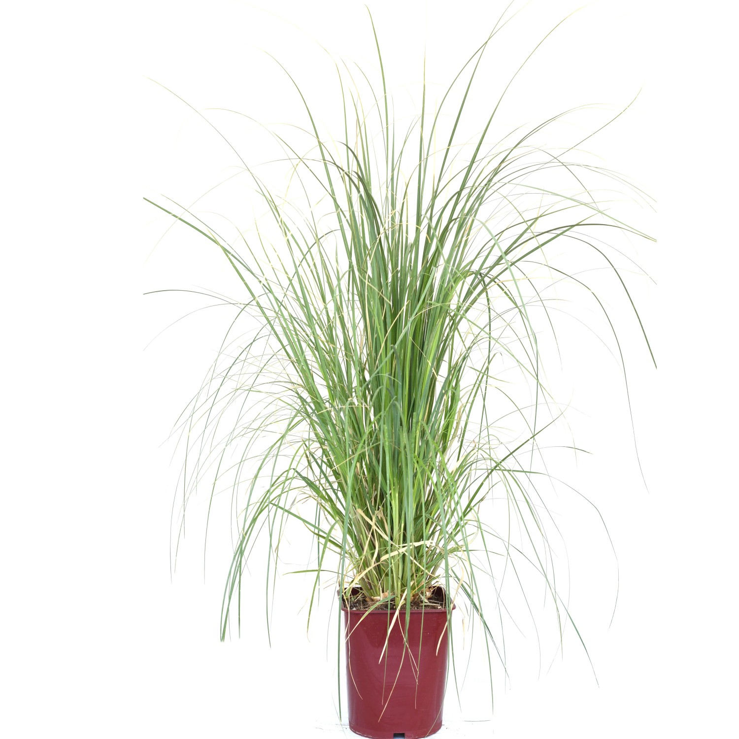 GROW by OBI Pampasgras winterhart 40-50 cm 11 l Cortaderia kaufen bei OBI