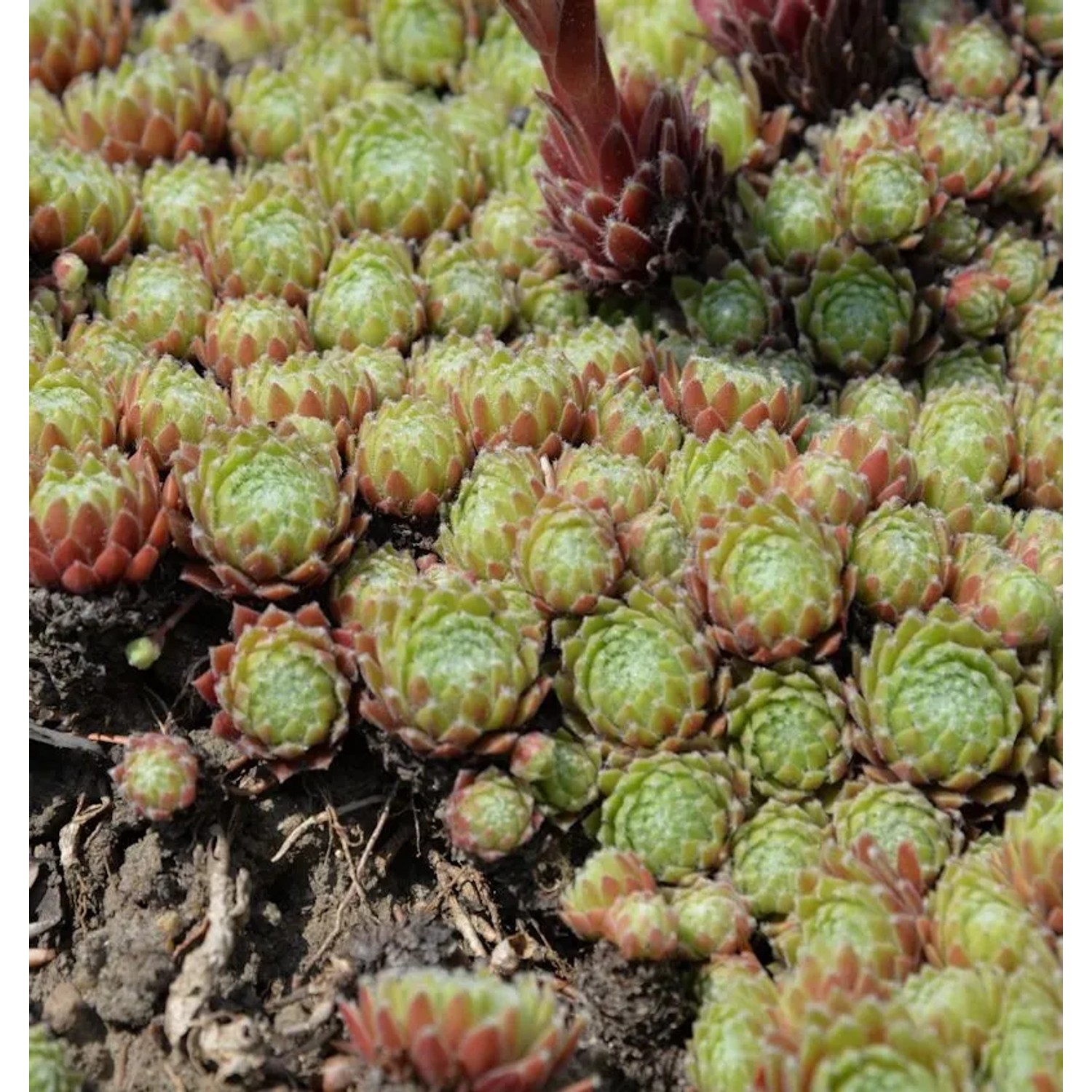 Hauswurz Feldmaier - Sempervivum cultorum