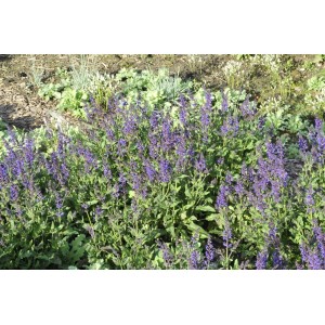 Blühender Steppen-Salbei 'Viola Klose' im Beet, violette Blütenpracht. Stauden für sonnige Standorte.