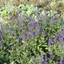Blühender Steppen-Salbei 'Viola Klose' im Beet, violette Blütenpracht. Stauden für sonnige Standorte.