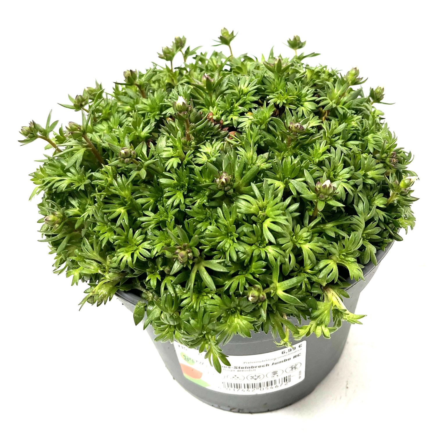 GROW by OBI GartenMoosSteinbrech Jumbo RC Höhe ca. 22 cm Saxifraga